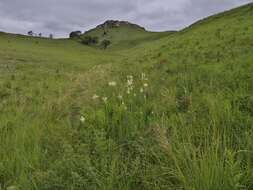 Image de Hebenstretia oatesii Rolfe