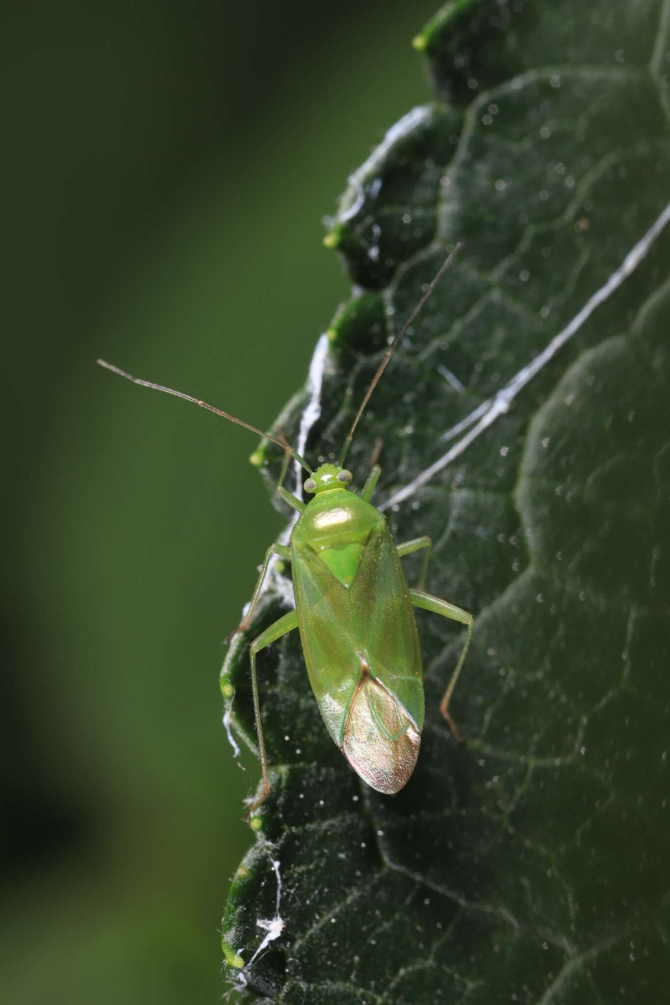 Sivun Lygocoris kuva