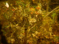 Image of Convergent stonewort