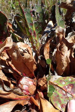 Image of Protea caespitosa Andr.