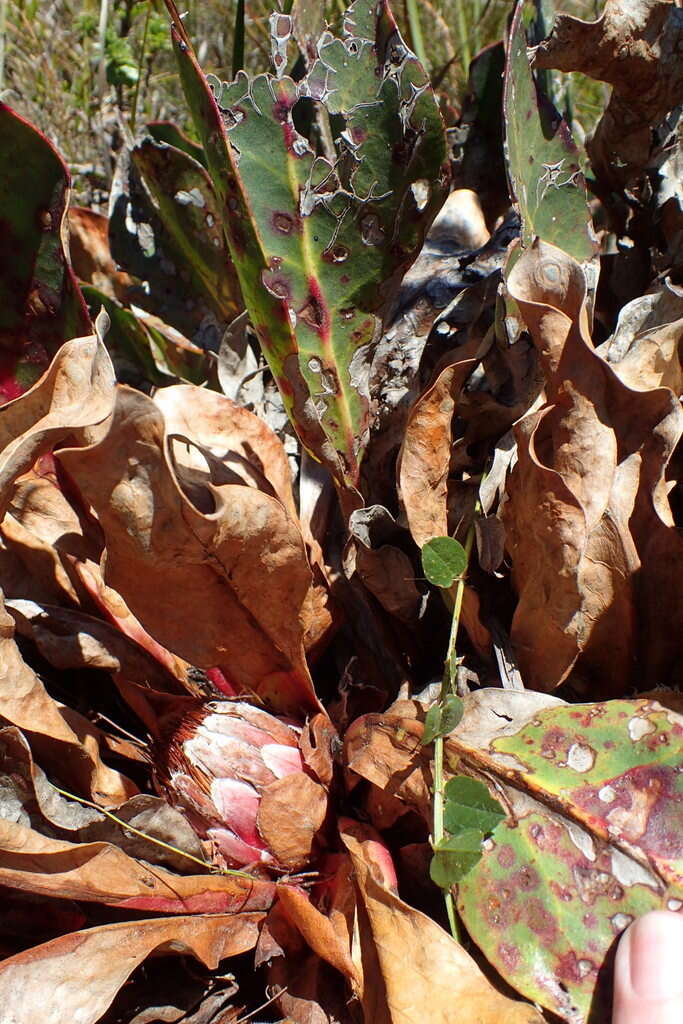 Imagem de Protea caespitosa Andr.