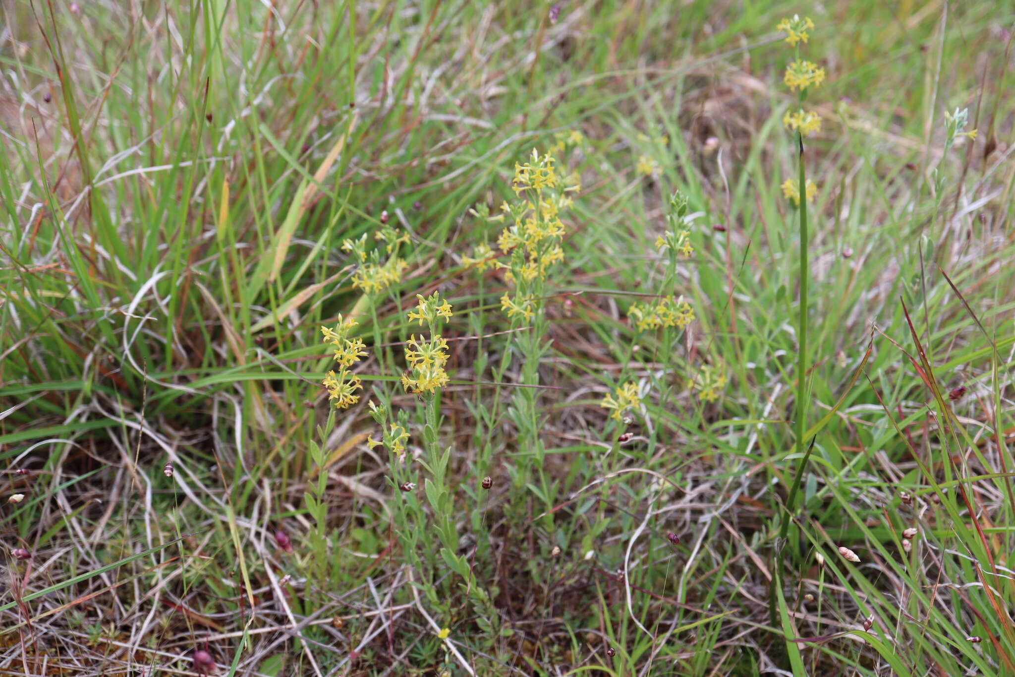 Image of Pimelea curviflora var. sericea Benth.