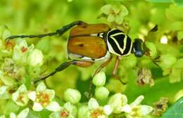 Image of Delta Flower Scarab