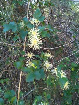 Imagem de Clematis pauciflora Nutt. ex Torr. & Gray