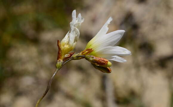 Image of Ixia brunneobractea G. J. Lewis