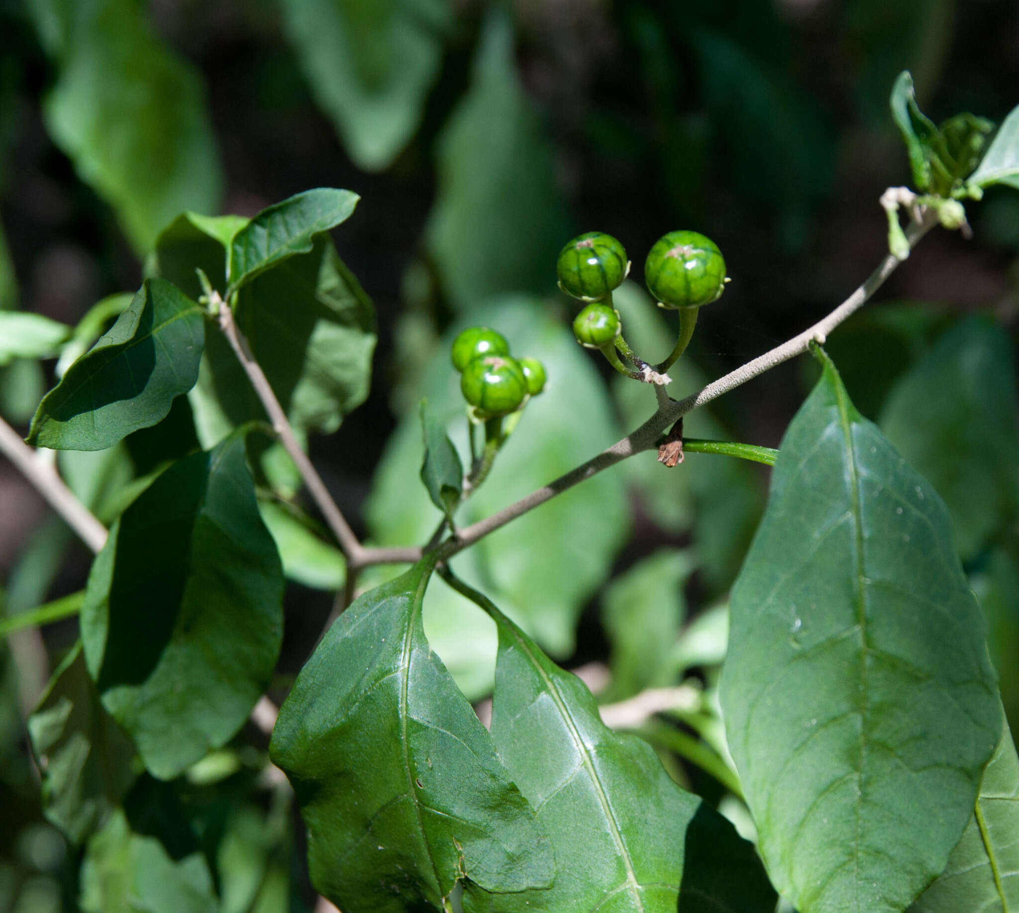 Image de Solanum goetzei Damm.