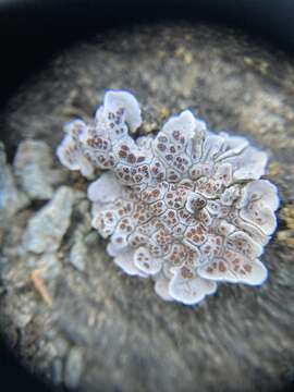 Image of glypholecia lichen