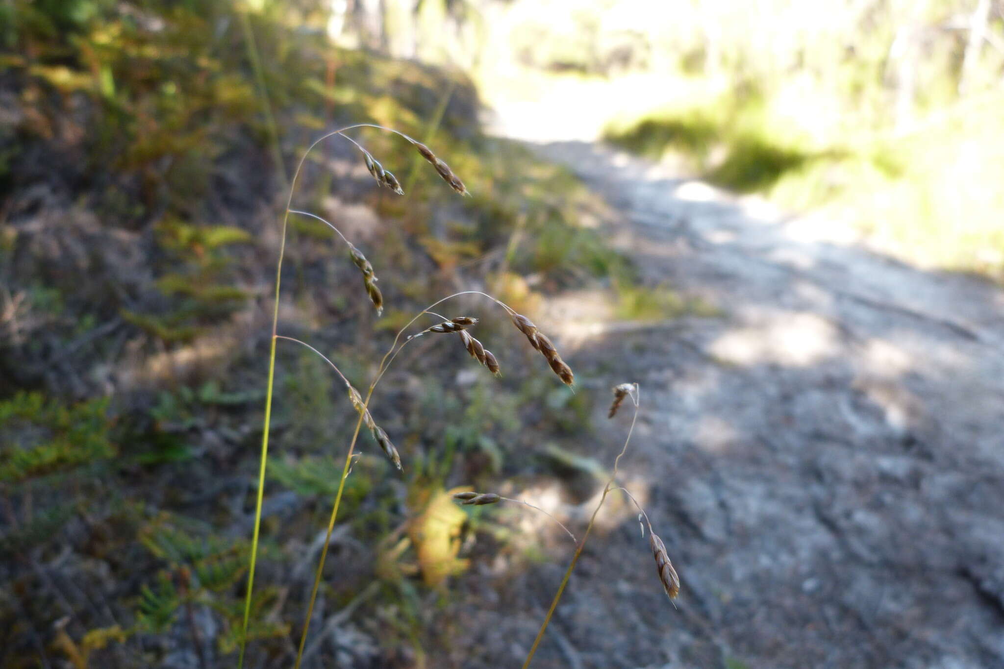 Sivun Anthoxanthum novae-zelandiae (Gand.) kuva