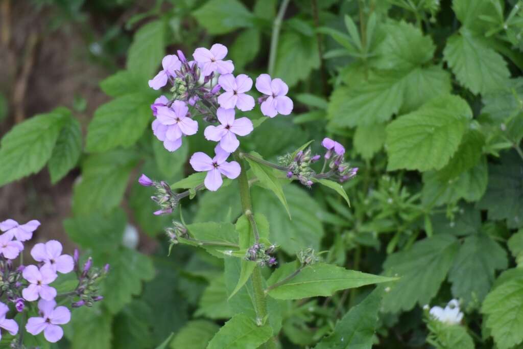 Imagem de Hesperis matronalis L.