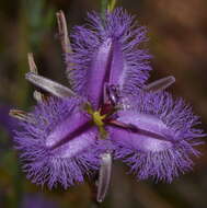 Image of Thysanotus sparteus R. Br.