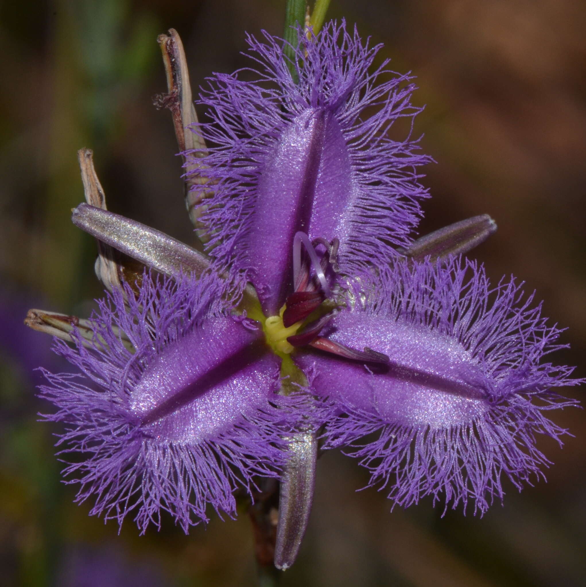 Image of Thysanotus sparteus R. Br.