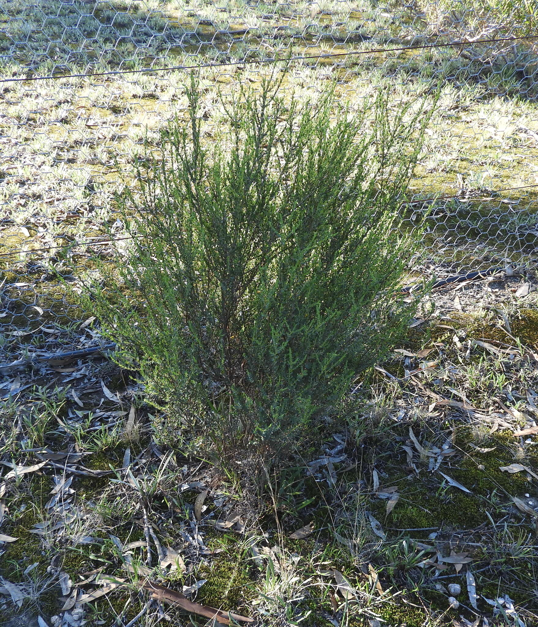 Image of Eutaxia microphylla (R. Br.) J. M. Black