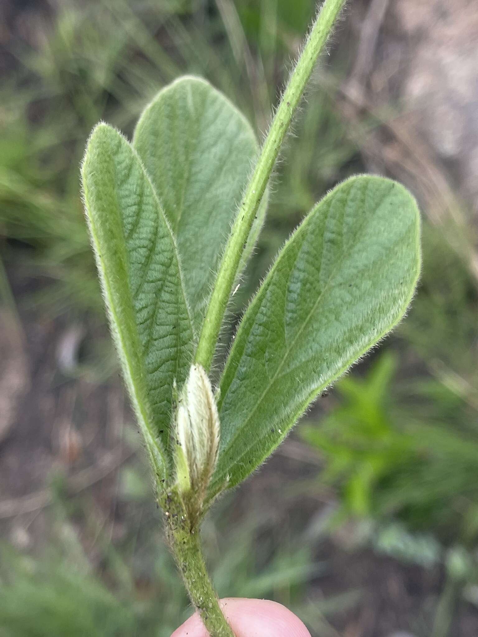 Image of Eriosema ellipticifolium Schinz