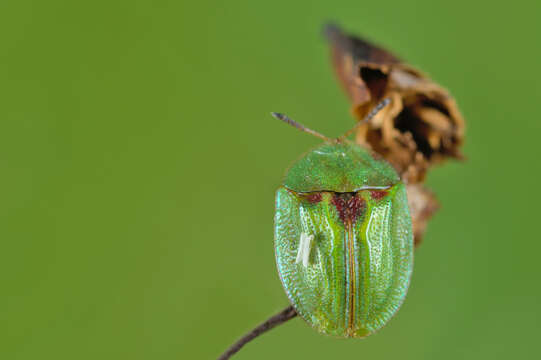 Image of Cassida (Cassida) stigmatica Suffrian 1844