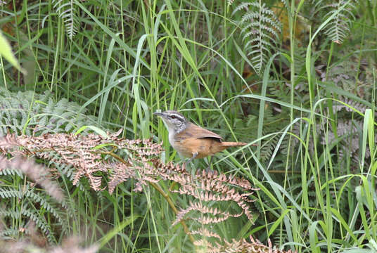 Image of Cabanis's Wren