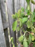 Image de Acalypha aristata Kunth