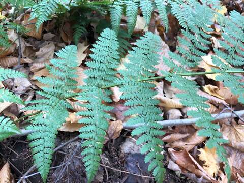 Sivun Dryopteris triploidea Wherry kuva