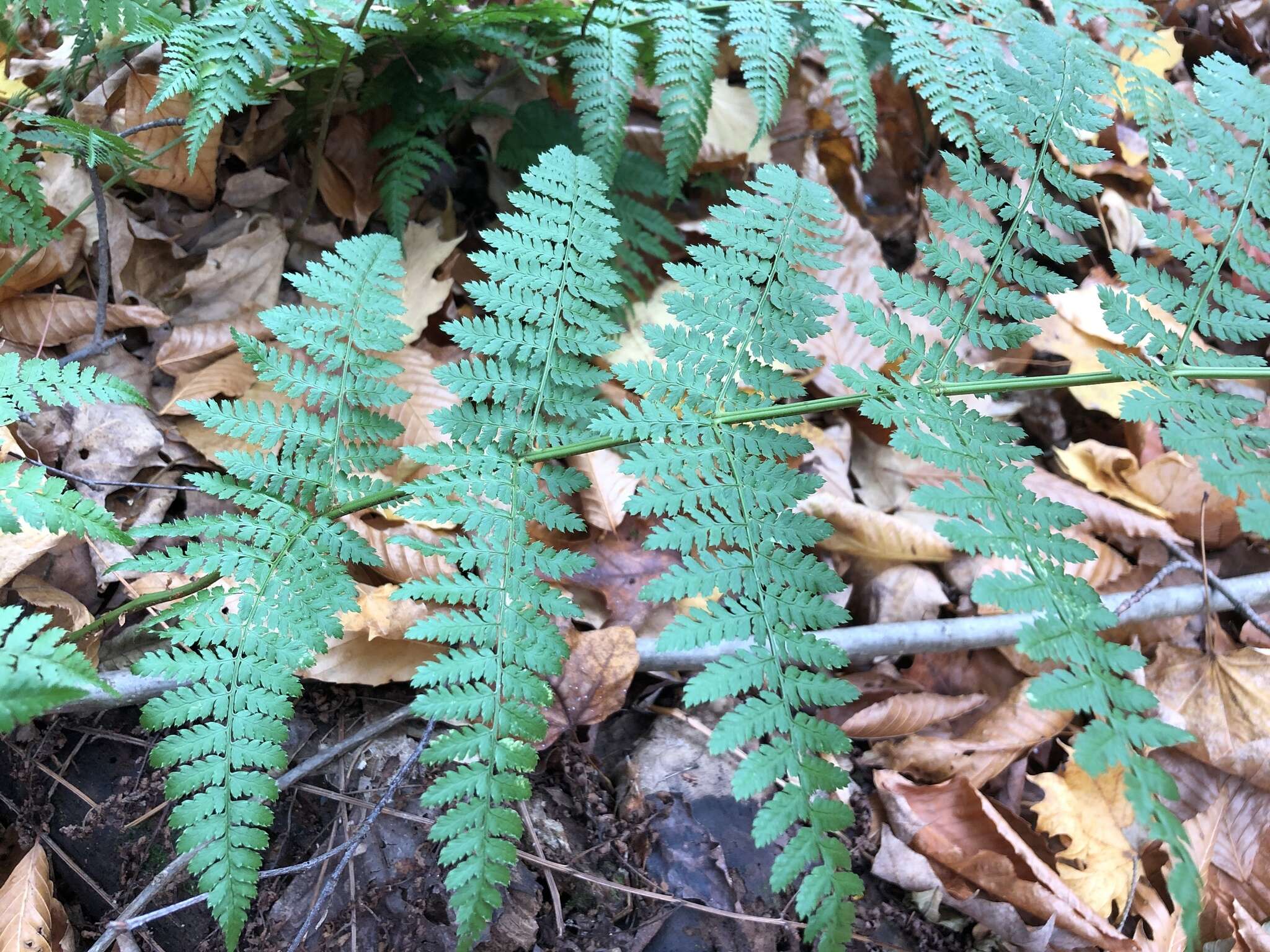 Image de Dryopteris triploidea Wherry