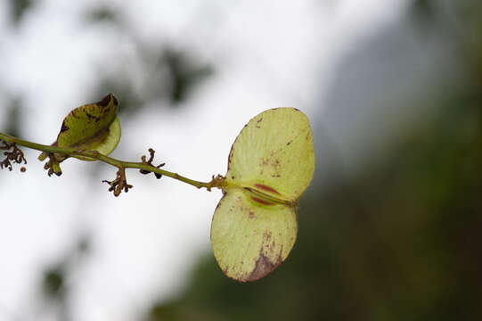 Image of Illigera rhodantha Hance