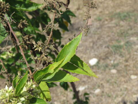 Image de Waltheria acuminata Rose