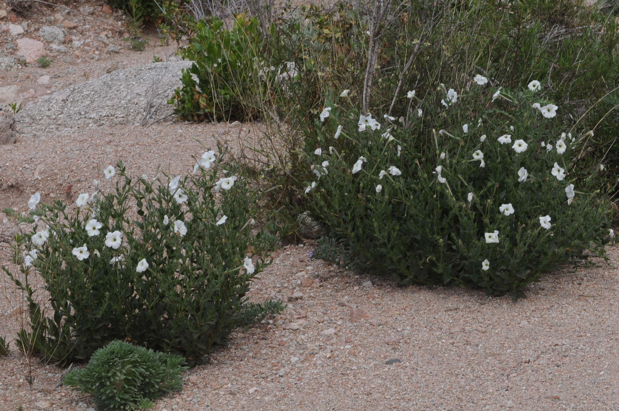 Image of large white petunia