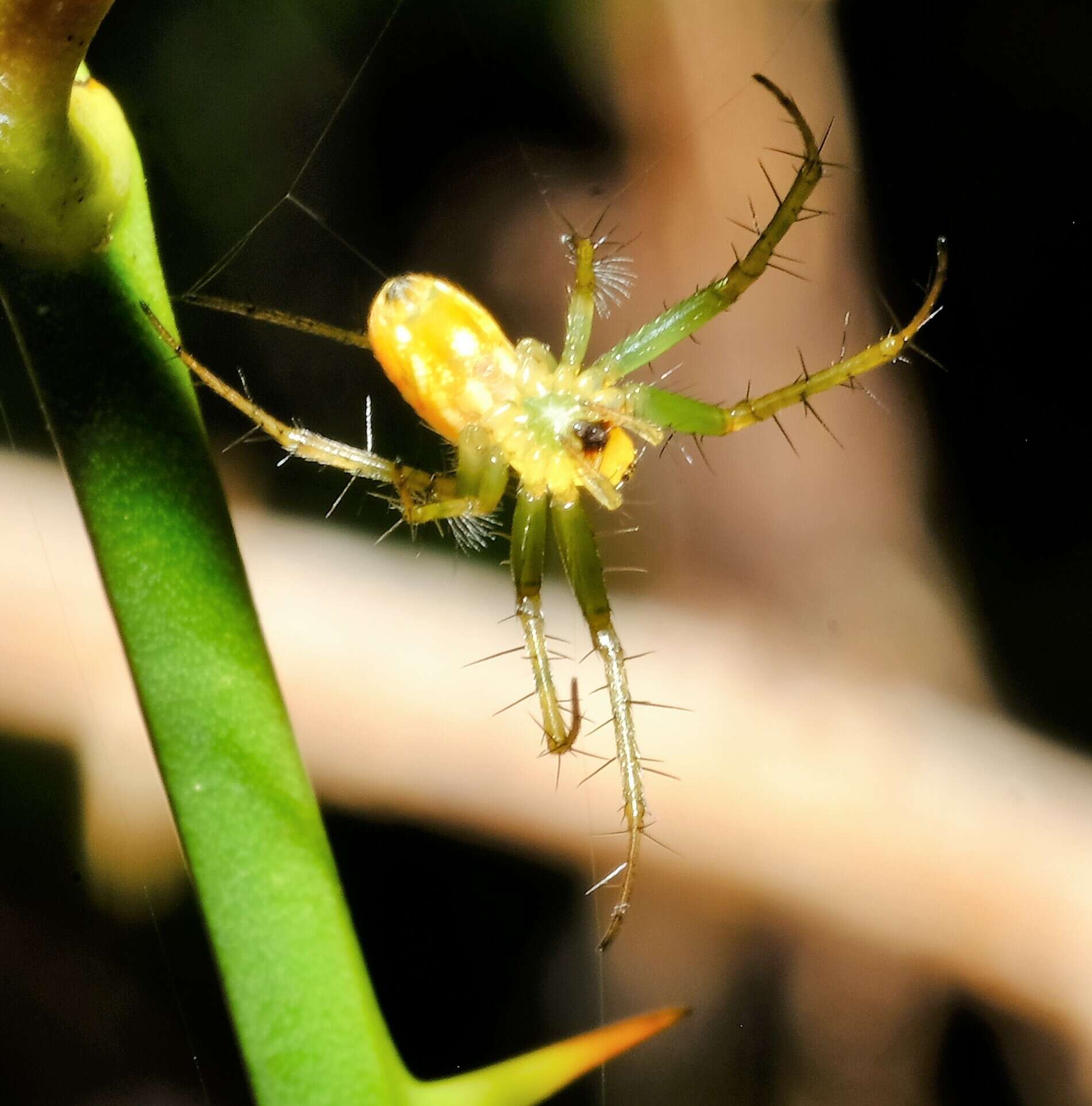 Sivun Mangora spiculata (Hentz 1847) kuva