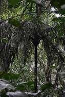 Image of Black palm