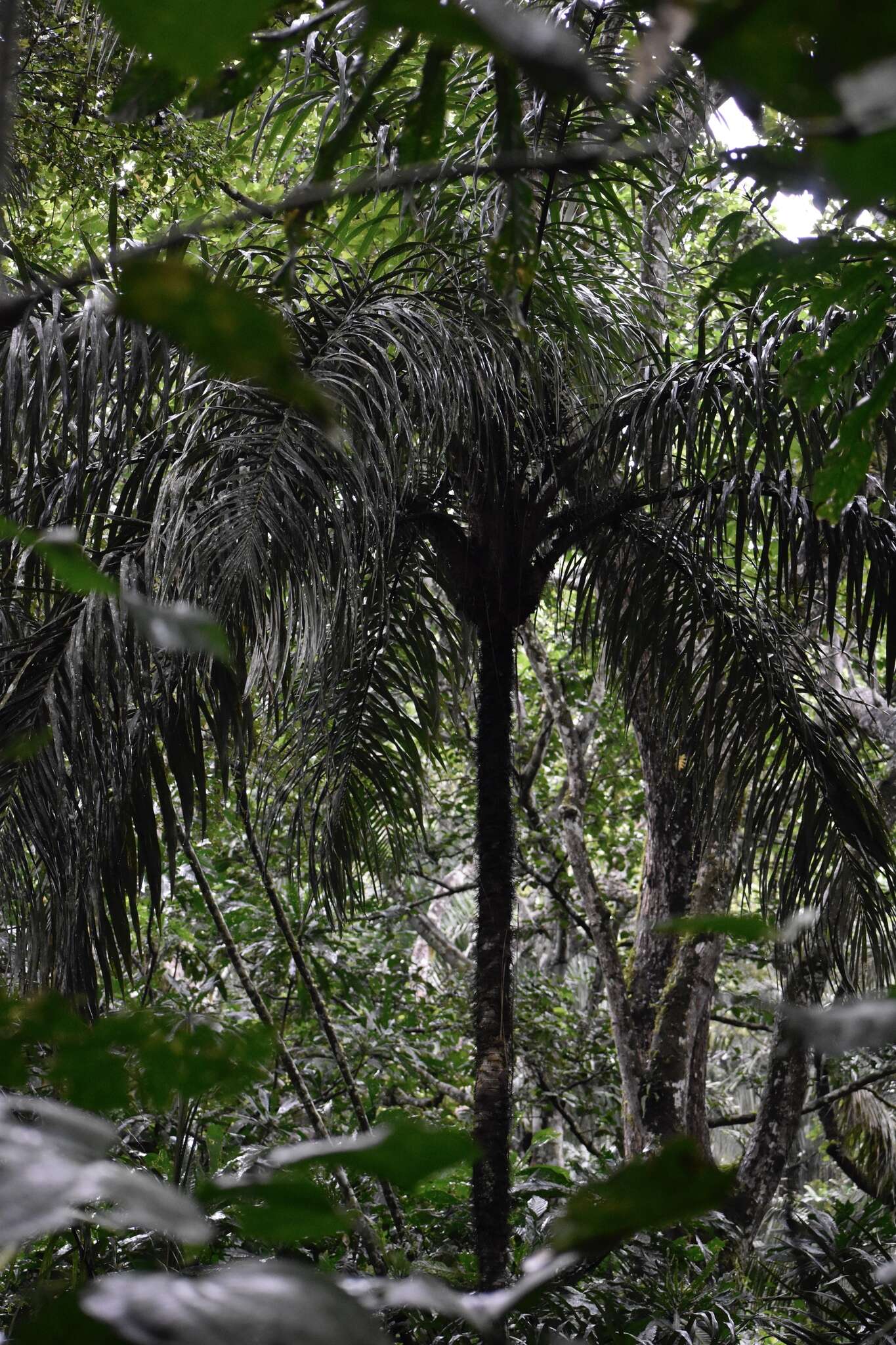 Image of Black palm