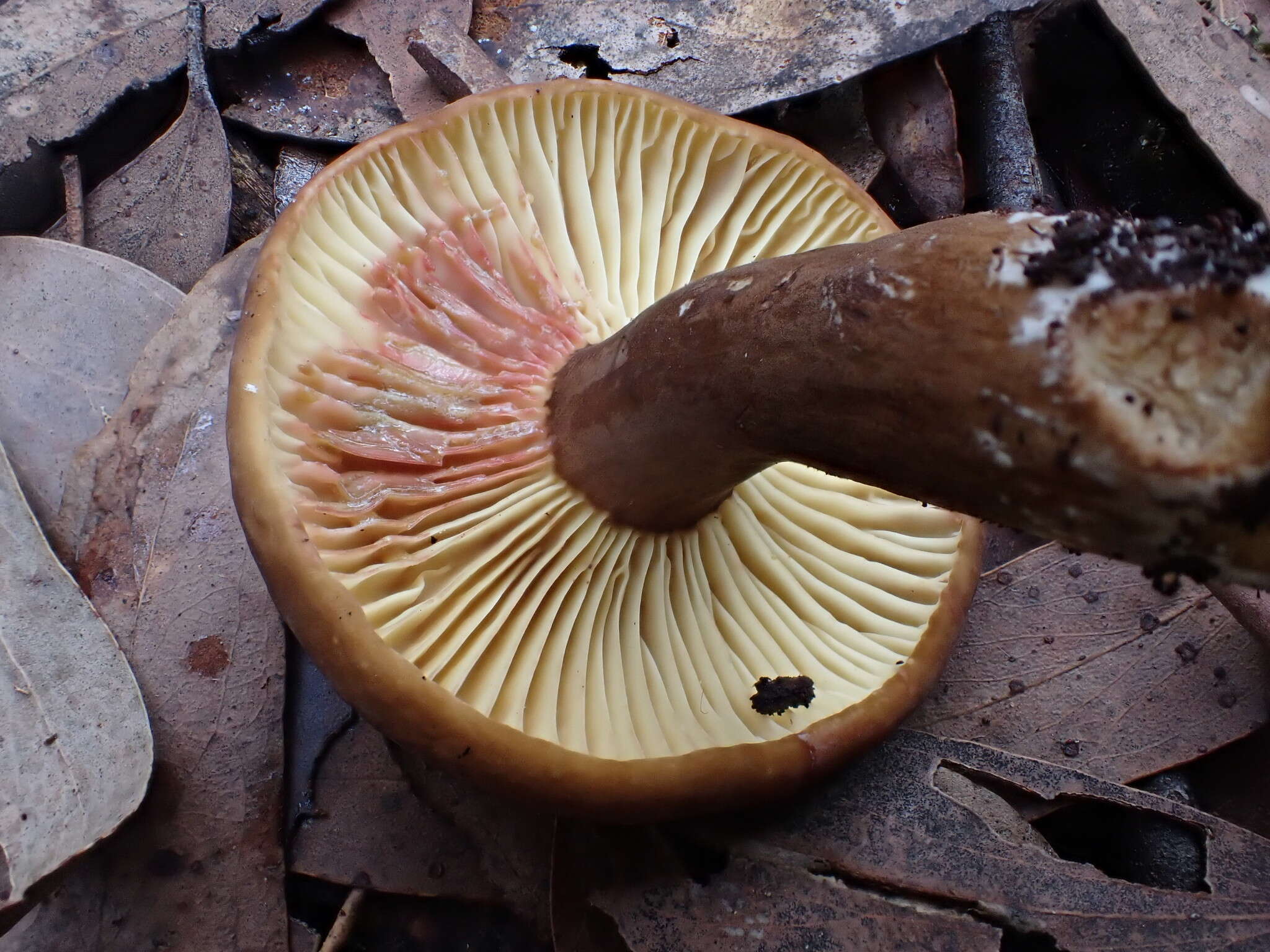 صورة Lactifluus leonardii (Stubbe & Verbeken) Stubbe 2012