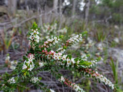 Thryptomene micrantha Hook. fil.的圖片