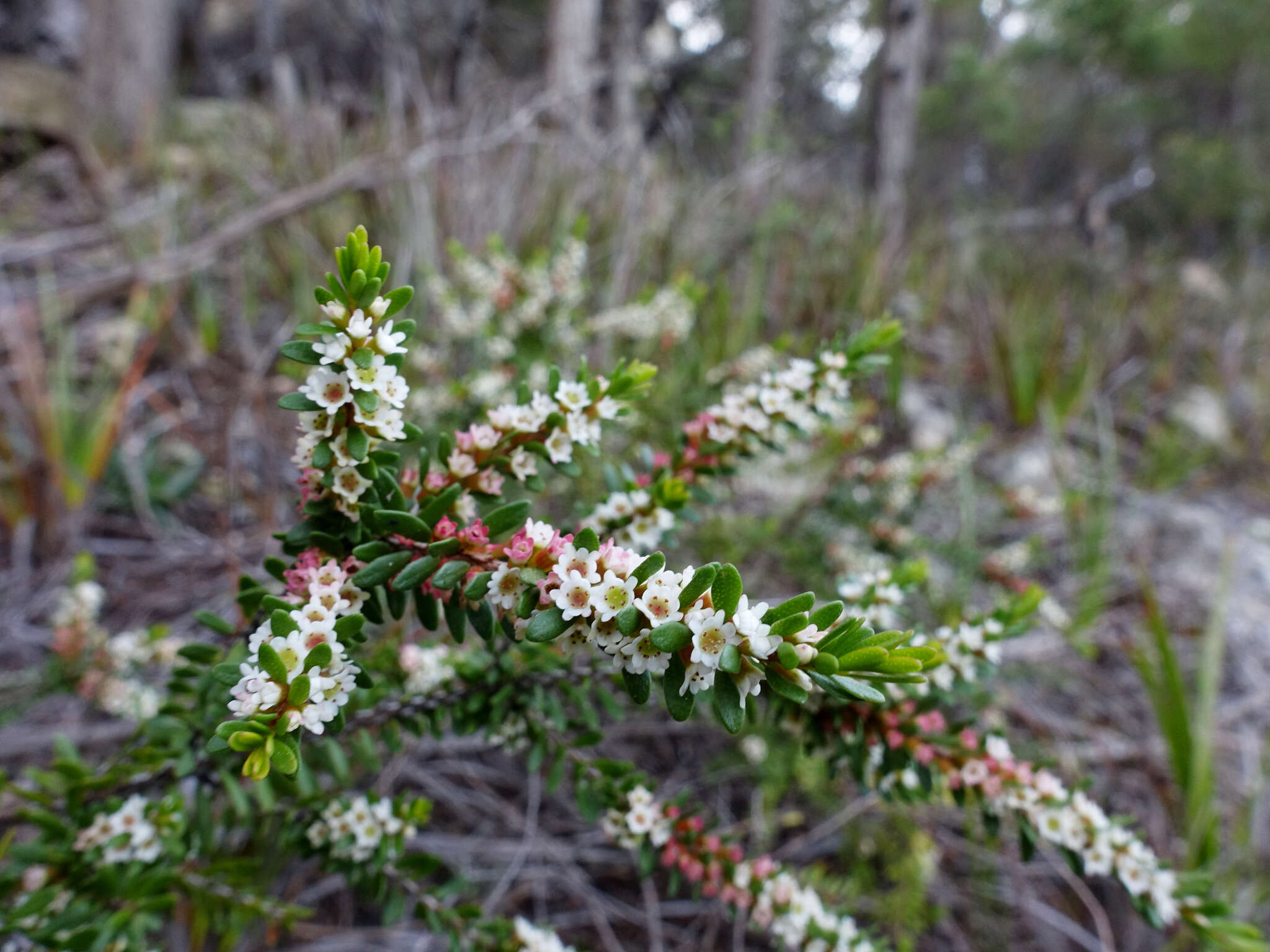 Thryptomene micrantha Hook. fil.的圖片