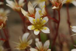 Imagem de Saxifraga praetermissa D. A. Webb