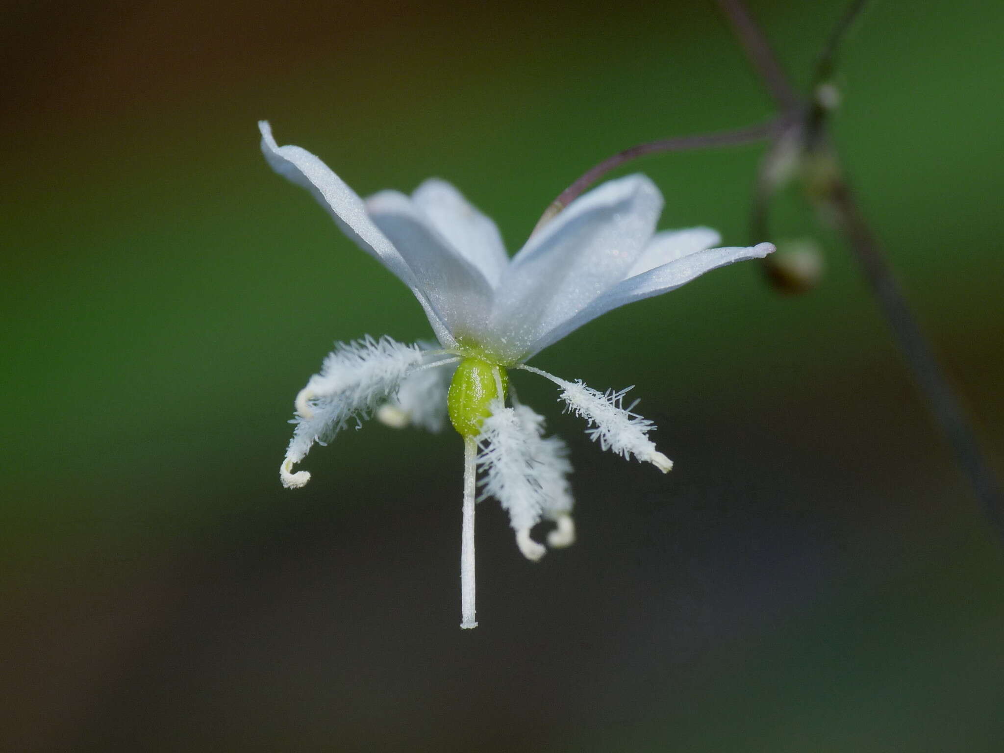 Image of Arthropodium candidum Raoul