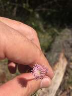 صورة Sclerolepis uniflora (Walt.) Britt., Sterns & Pogg.