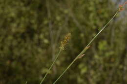 Image of Carex brongniartii Kunth