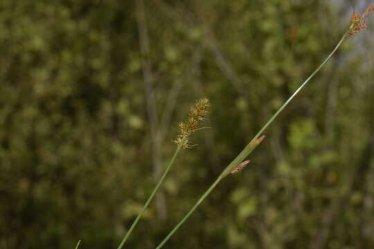 Image of Carex brongniartii Kunth