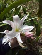 Image of Crinum powellii Baker