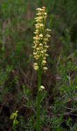 Orchis galilaea (Bornm. & M. Schulze) Schltr. resmi