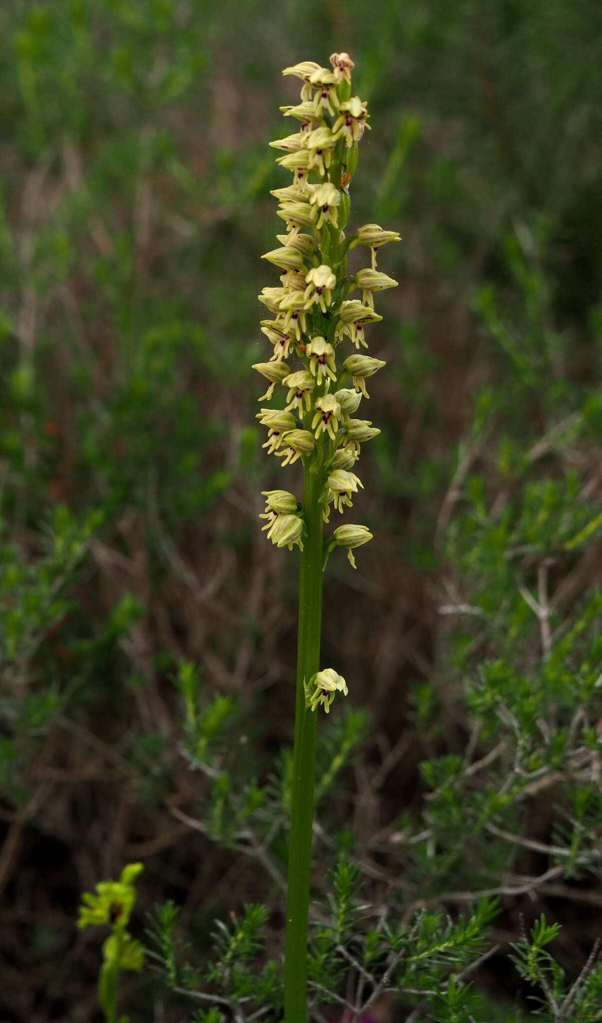 Orchis galilaea (Bornm. & M. Schulze) Schltr. resmi