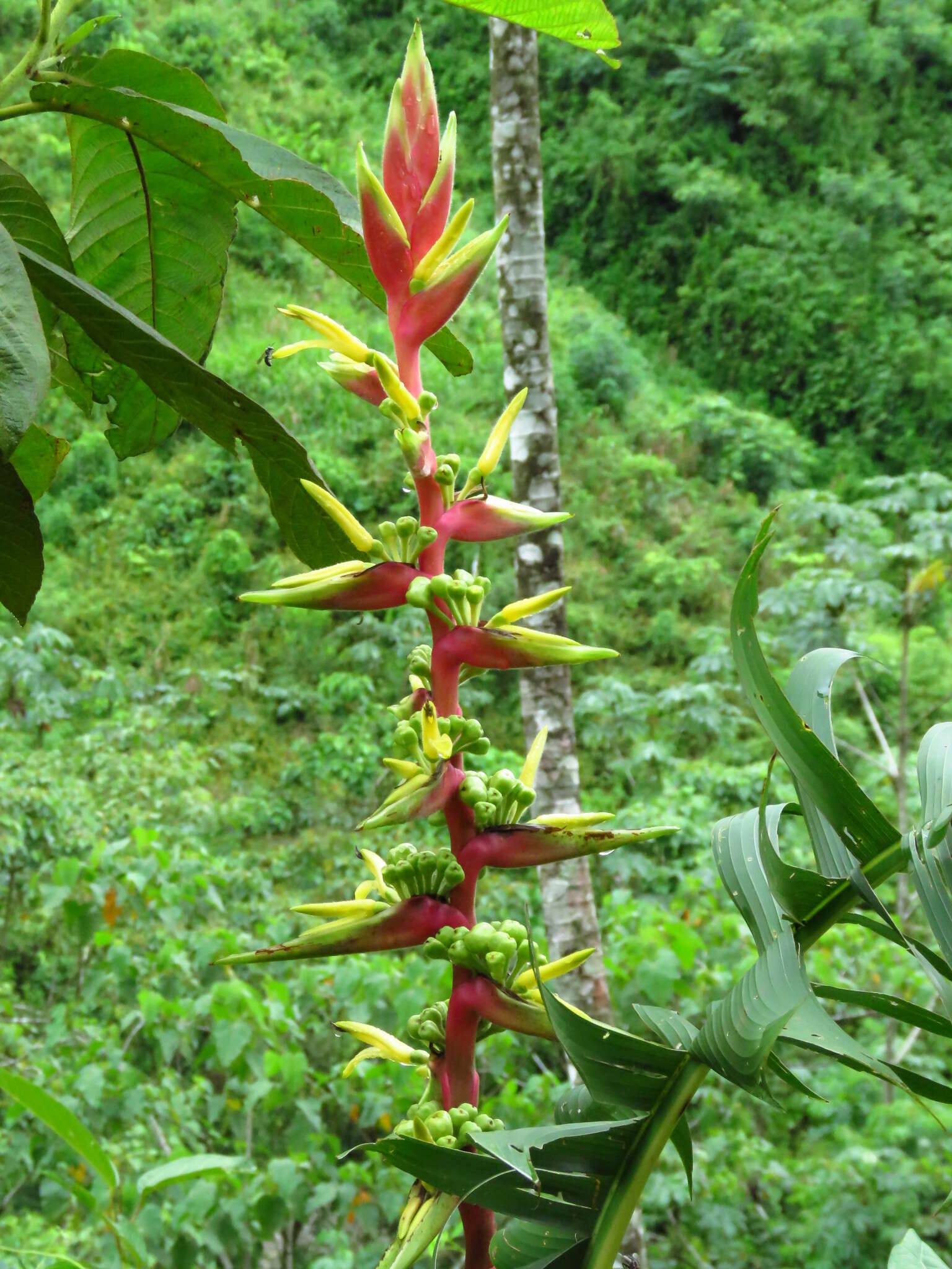 Image of Heliconia spissa Griggs