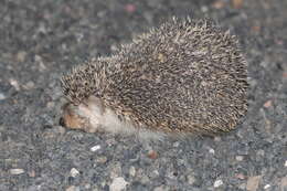 Image of Algerian Hedgehog