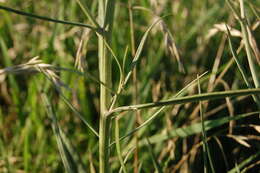 Image of Vernonia incana Less.