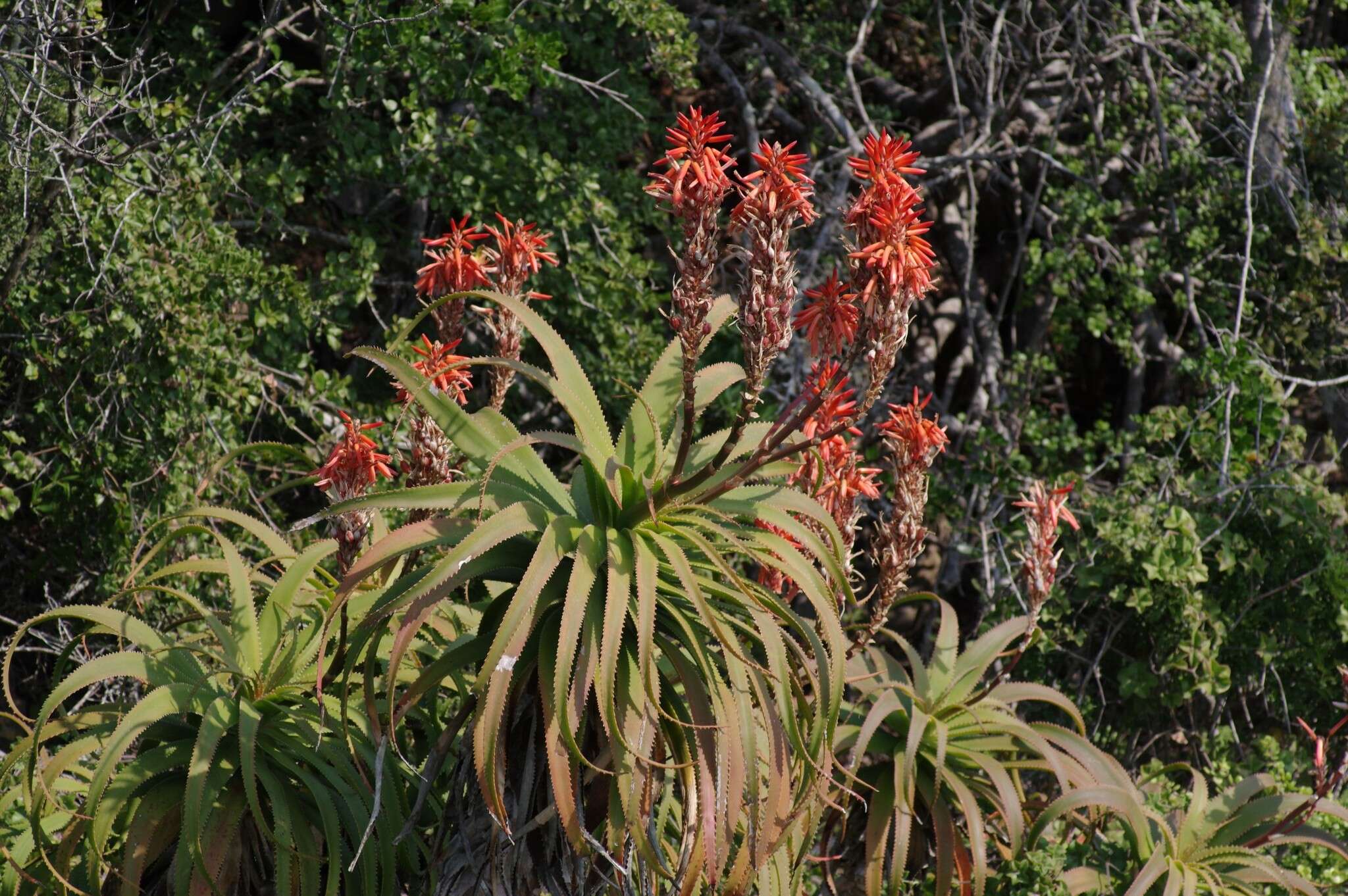 Image of Aloe pluridens Haw.