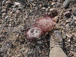 Image de Sclerocactus polyancistrus (Engelm. & J. M. Bigelow) Britton & Rose