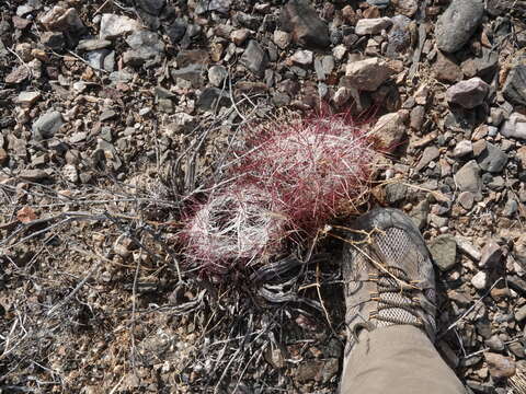 صورة Sclerocactus polyancistrus (Engelm. & J. M. Bigelow) Britton & Rose