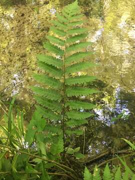 Image of log fern