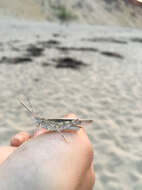 Image of Seaside Grasshopper