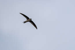 Image of Palm swift