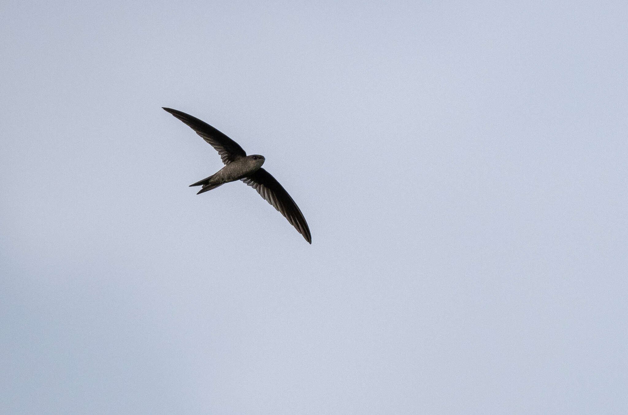 Image of Palm swift