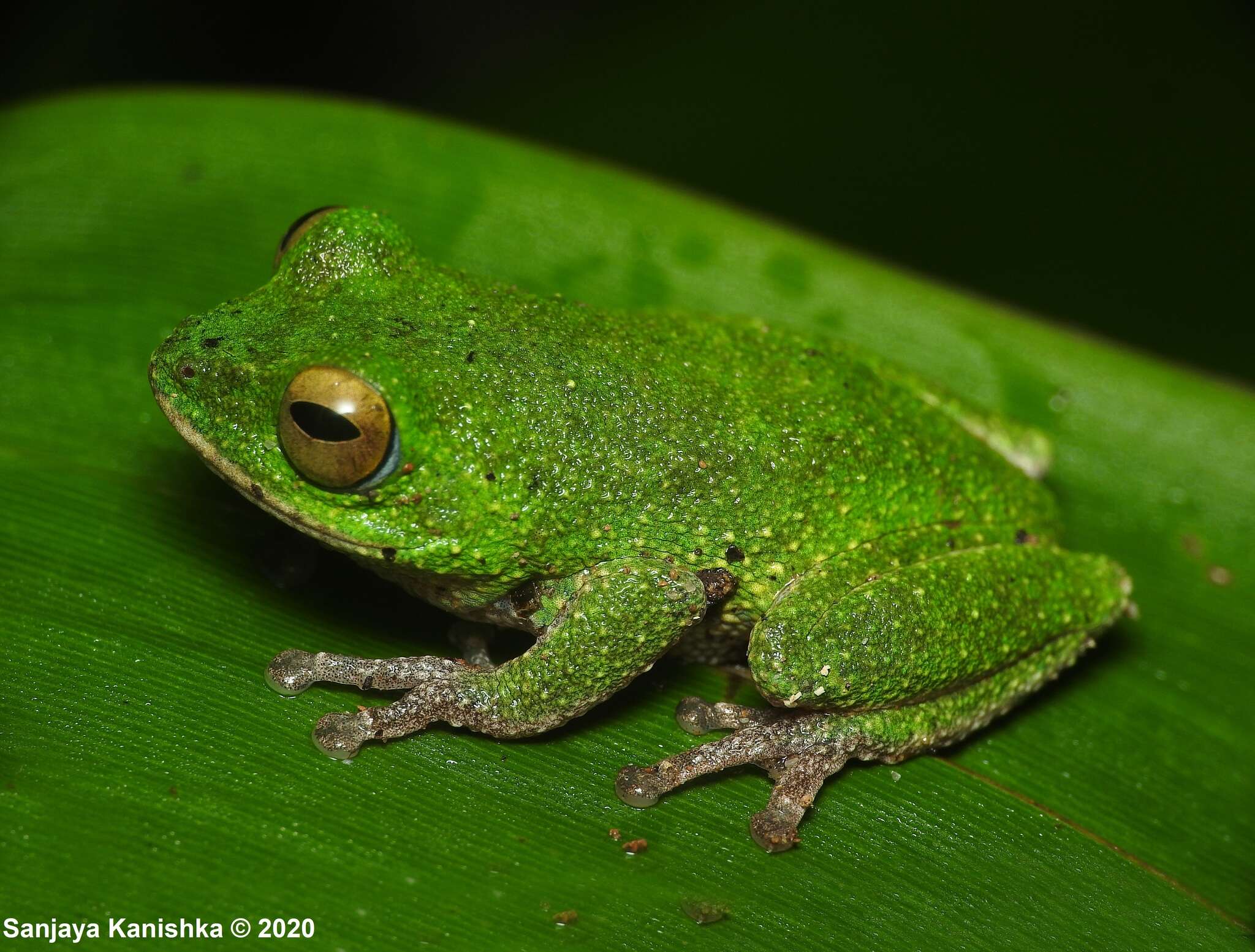 Imagem de Pseudophilautus ocularis (Manamendra-Arachchi & Pethiyagoda 2005)